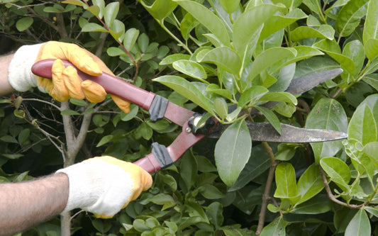 Is Pruning Necessary?